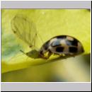 Propylea quatuordecimpunctata -Schwarzgefleckter Marienkaefer 08.jpg